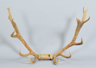 Lot 1281 - Antlers/Horns: A Large Set of Roosevelt Wapiti...