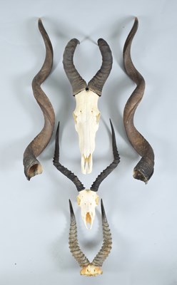 Lot 1280 - Horns/Antlers: A Group of African Game...