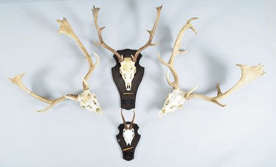 Lot 1271 - Antlers/Horns: Fallow Deer and Roebuck Antlers,...