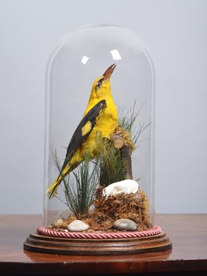 Lot 1279 - Taxidermy: European Golden Oriole (Oriolus...