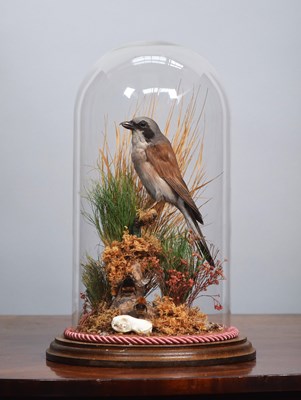 Lot 1289 - Taxidermy: Red-backed Shrike or Butcher Bird...