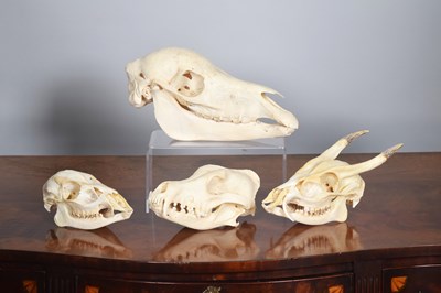 Lot 1292 - Skulls/Anatomy: A Juvenile Camel Skull,...