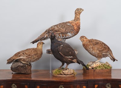 Lot 1274 - Taxidermy: A Group of European Game Birds,...