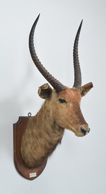 Lot 1288 - Taxidermy: Common Waterbuck (Kobus...