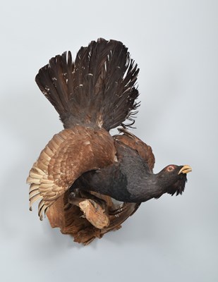 Lot 1259 - Taxidermy: A European Capercaillie (Tetrao...