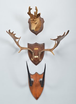 Lot 1260 - Antlers/Horns/Taxidermy: A French Roebuck,...