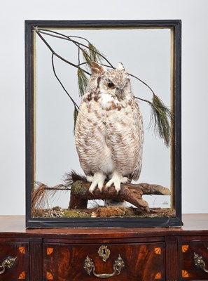 Lot Taxidermy: A Cased Great Horned Owl (Bubo...