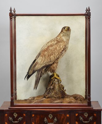 Lot Taxidermy: A Late Victorian White-tailed Sea...