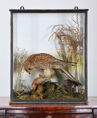 Lot Taxidermy: A Late Victorian Cased European...