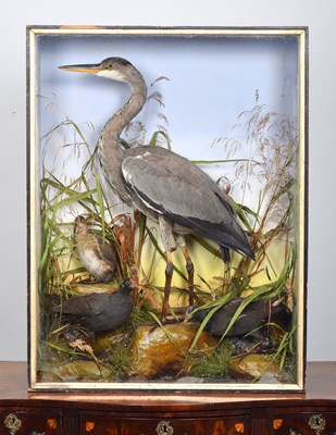 Lot Taxidermy: A Late Victorian Cased Grey Heron...