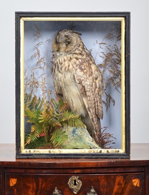 Lot Taxidermy: A Late Victorian Cased Long-eared...