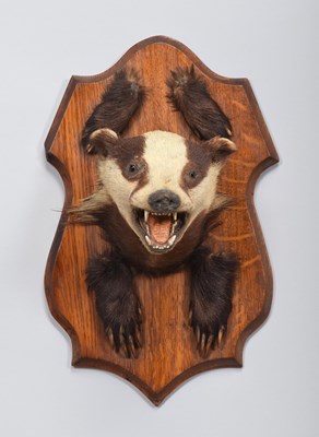 Lot Taxidermy: A European Badger Mask and Pads...