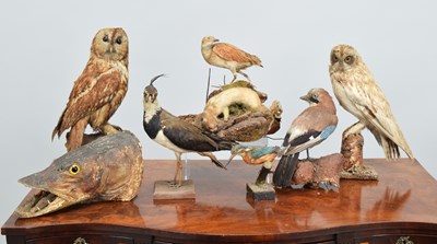 Lot 1251 - Taxidermy: A Group of Late Victorian Birds...