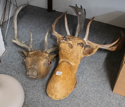 Lot 1250 - Two Taxidermy Stags Heads