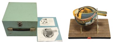 Lot 3126 - Model Of Human Eyeball