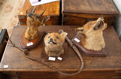 Lot 1249 - Taxidermy: Two Fox Masks and a Klipspringer,...