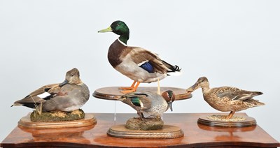 Lot Taxidermy: A Group of Various Ducks, modern,...
