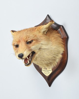 Lot Taxidermy: Red Fox Mask (Vulpes vulpes), dated...