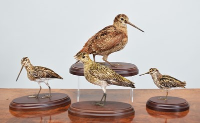 Lot 1293 - Taxidermy: A Group of Various Game Birds,...