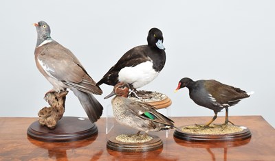 Lot 1277 - Taxidermy: A Group of Various Birds, modern,...