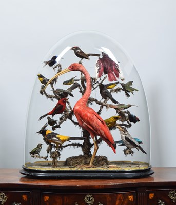 Lot Taxidermy: A Late Victorian Display of...