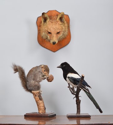 Lot 1248 - Taxidermy: Red Fox Mask, Grey Squirrel and...