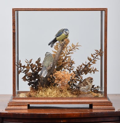 Lot 1276 - Taxidermy: A Cased Pair of Blue Tits and...