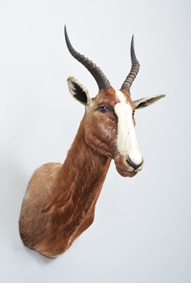 Lot 1290 - Taxidermy: Blesbok (Damaliscus pygargus...