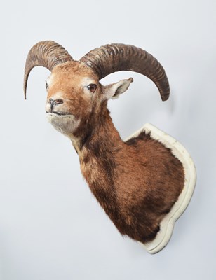 Lot 1266 - Taxidermy: European Mouflon (Ovis aries...