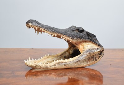 Lot 1256 - Taxidermy: American Alligator Head Mount...