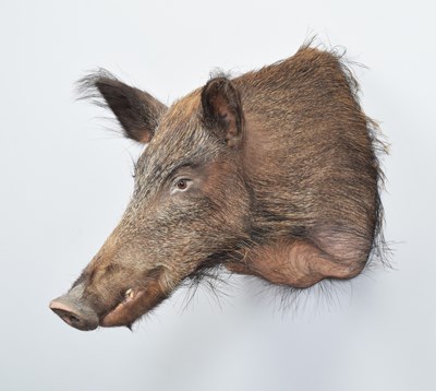 Lot Taxidermy: European Wildboar (Sus scrofa),...