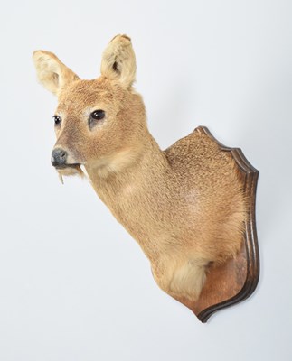 Lot Taxidermy: Chinese Water Deer (Hydropotes...