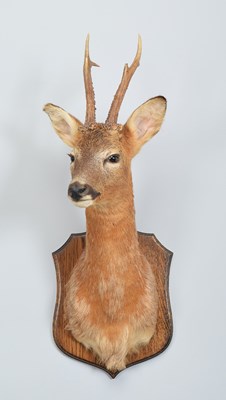 Lot Taxidermy: European Roe Deer (Capreolus...