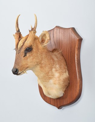 Lot Taxidermy: Reeves's Muntjac Deer (Muntiacini),...