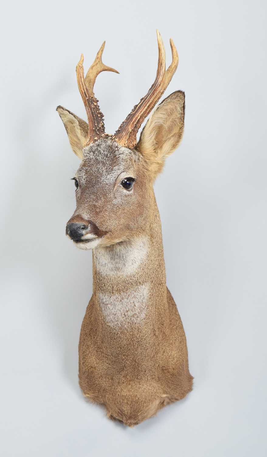 Taxidermy: European Roe Deer (Capreolus capreolus),