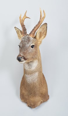 Lot Taxidermy: European Roe Deer (Capreolus...