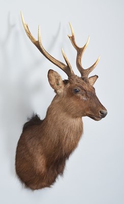 Lot Taxidermy: Sika Deer (Cervus nippon), modern,...