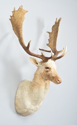 Lot Taxidermy: European Fallow Buck (Dama dama),...