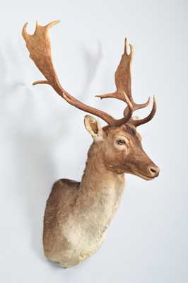 Lot Taxidermy: European Fallow Buck (Dama dama),...