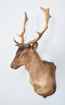 Lot 1349 - Taxidermy: European Fallow Buck (Dama dama),...