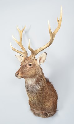 Lot Taxidermy: Sika Deer (Cervus nippon), modern,...