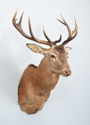 Lot Taxidermy: A Royal Red Deer (Cervus elaphus),...