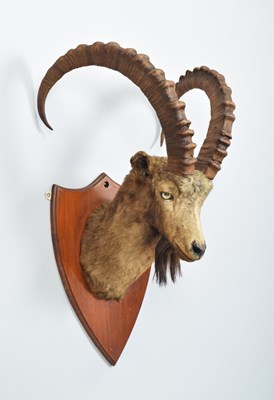 Lot Taxidermy: Siberian Ibex (Capra sibirica...