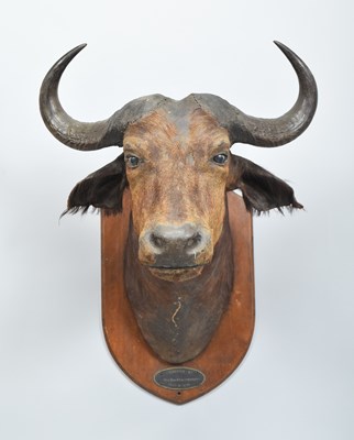 Lot Taxidermy: South African Cape Buffalo...