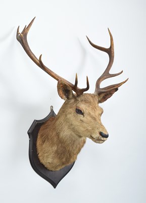 Lot 1350 - Taxidermy: A Scottish Red Deer (Cervus...