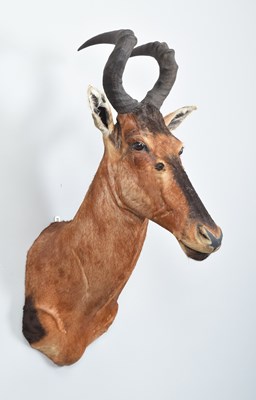 Lot Taxidermy: Cape Red Hartebeest (Alcelaphus...