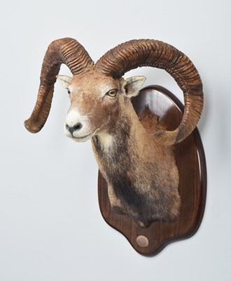 Lot Taxidermy: European Mouflon (Ovis aries...