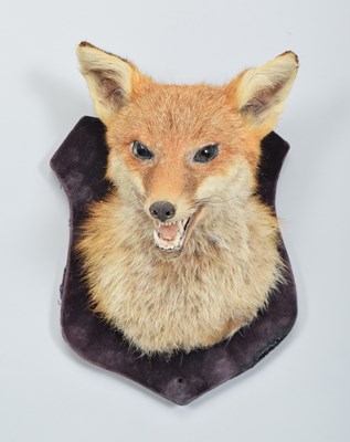 Lot 1328 - Taxidermy: Red Fox Mask (Vulpes vulpes),...