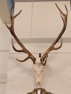 Lot 1344 - Antlers/Horns: European Red Deer...