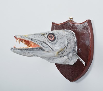 Lot 1337 - Taxidermy: A Great Barracuda Head (Sphyraena...